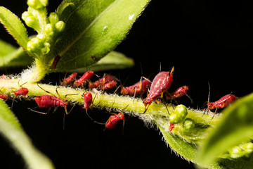 Red Aphids