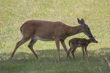 You missed a spot, deer, doe, fawn, wildlife, animal, mom, cleaning, spit bath,
