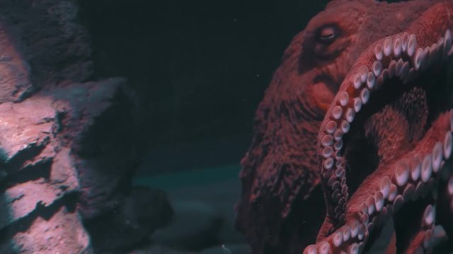 Portrait of a Giant Pacific Octopus
