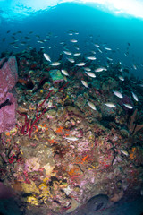 Brown chromis swimming among sponges