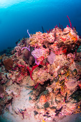 Fancy christmas tree worm on the reef