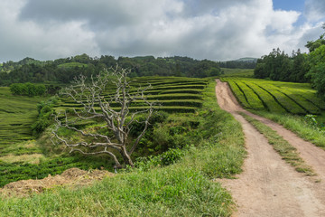 Fototapeta na wymiar Scenic skeleton tree at the entrance to Gorreana Tea Plantation, Sao Miguel, Azores, Portugal