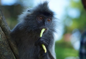 Obraz premium Silvered-leaf monkey eating the his daily meals given by tourist