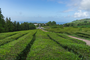 Fototapeta na wymiar Tea lines at Gorreana tea plantation, Sao Miguel, Azores, Portugal