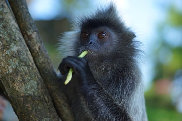 Silvere-leaf monkey eating long beans