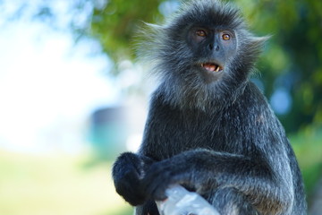 The potrait of Silvered-leaf monkey