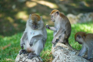 Three of macaque monkey relaxing on the stone. two of them on the blur effected