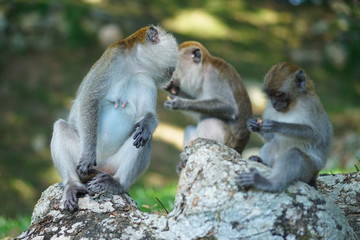 Fototapeta premium Three of the macaque monkey relaxing on tree branch. Two of them under blur, bokeh effected