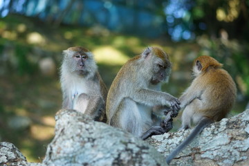 Three of the macaque monkey relaxing on tree branch