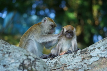 Mother of the macaque monkey take care of the her son