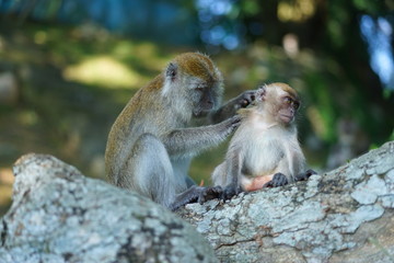 Mother of the macaque monkey take care of the her son