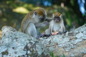 Mother of the macaque monkey take care of the her son