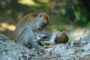Mother of the macaque monkey (blur motion) take care of her son while his son eating the long grass