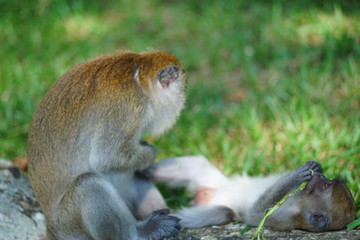 Mother of the macaque monkey (blur motion) take care of her son while his son eating the long grass