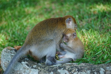 Mother of the macaque monkey (blur motion) take care of her son while his son hold the long grass