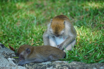 Mother of the monkey take care of her son (blur motion)