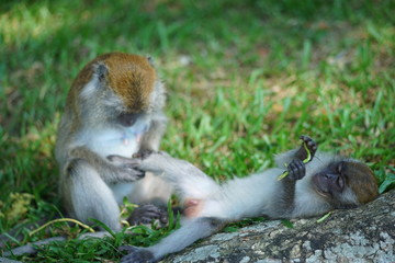 Mother of the macaque monkey (blur motion) checking of her son feet