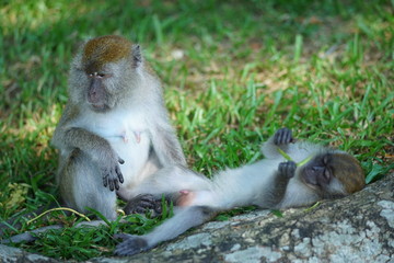 Mother of the macaque monkey take care of her son in blur motion