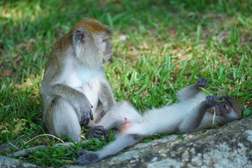 Mother of the macaque monkey take care of her son in blur motion