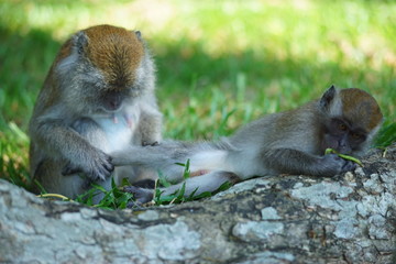 Mother of the macaque monkey take care of her son