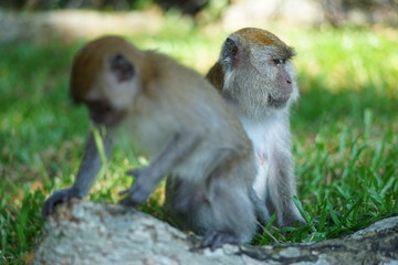 Macaque monkey & her son (on blur motion)