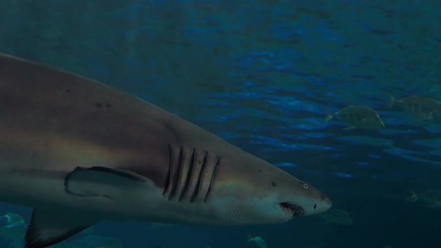 Cinematic shot of a passing shark