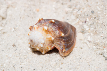 Conch Shell
