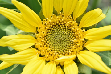sunflower