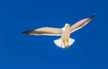 Gaivota voando em céu azul.