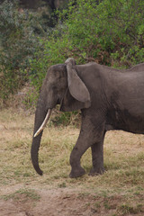 Fototapeta na wymiar An Old Elephant Walking Along the Tarangire River