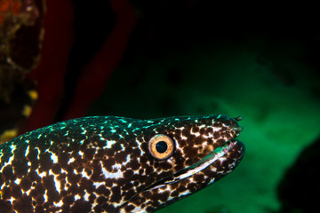 A moray eel looking for a meal 