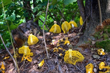 mushroom