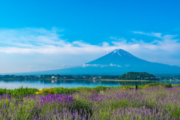 Mt. Fuji and Lavender by Lake Kawaguchi (2017)