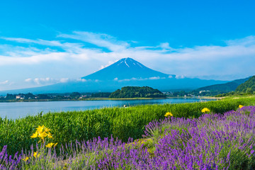 富士山とラベンダー