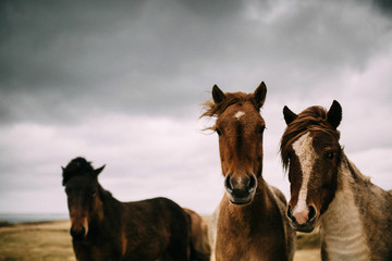 icelandic ponies