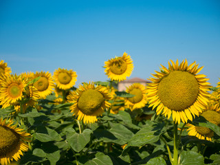Bee on sunflower