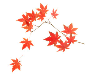 モミジの紅葉　白バック　
