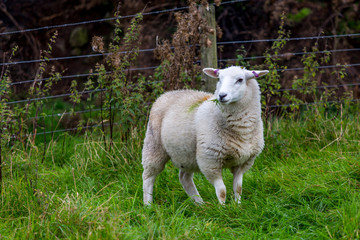 Obraz premium Sheep in Scotland