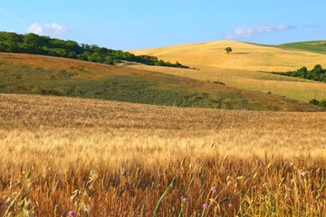 Countryside landscape around Pienza Tuscany in Italy, Europe