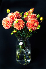 Dahlias