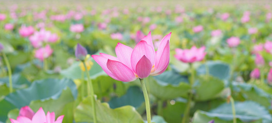 Fototapeta premium Lotus Flower