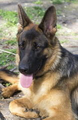 Portrait of a German shepherd