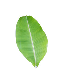 Green banana leaf isolate on a white background with clipping path.