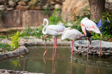 Fototapeta na wymiar Beautiful pink big bird Greater Flamingo.