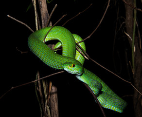 Bigeyepitviper