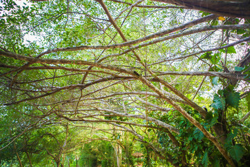 Fototapeta premium Drzewo w ogrodzie