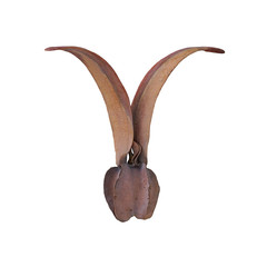 Dipterocapus alatus Roxb. ex G.Don., Flying seed isolated on white background.