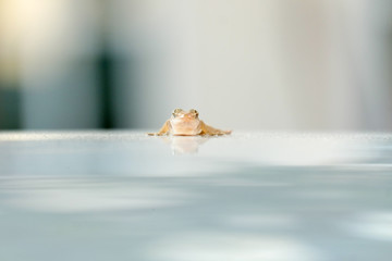 The little gecko on the roof of the car is looking here.