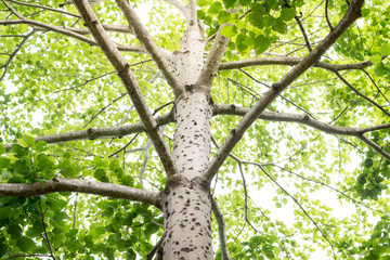 Green tree with branches and leaves,trunk of big green tree in park on a sunny day