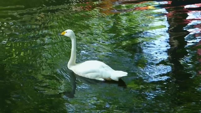 White swan swimming in old pool and looking around. Big bird on the green water with tree reflections. Sunny summer day.